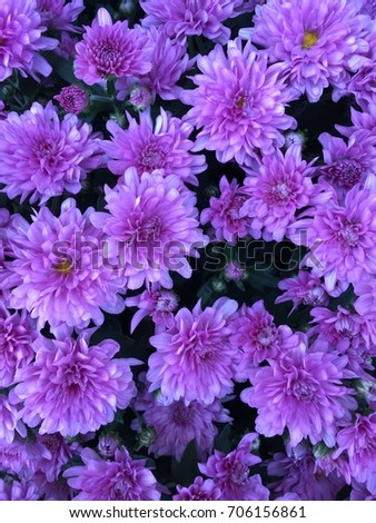 Shades Purple Flower Background Stock Photo Edit Now 706156861