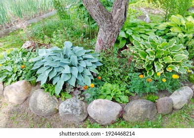 Shade-tolerant plants in a flowerbed in the trunk circle - Powered by Shutterstock