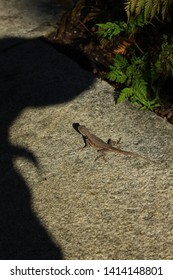 the shadow afraid of the lizard or the lizard afraid of the shadow?