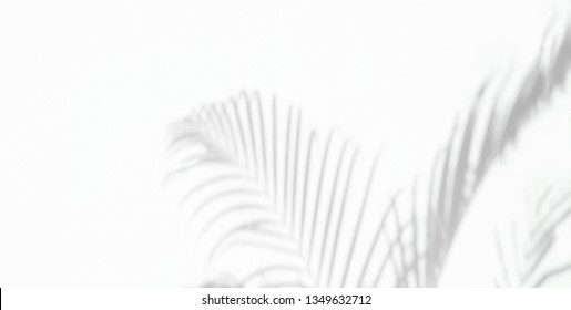 Shadow Background Of Natural Palm Leaves And Palm Tree Falling On White Wall Texture For Background And Wallpaper, Black And White Tone
