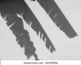 Shadow Of Banana Leaf On White Wall