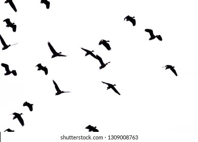 37+ Black Shadow Birds Png Pics