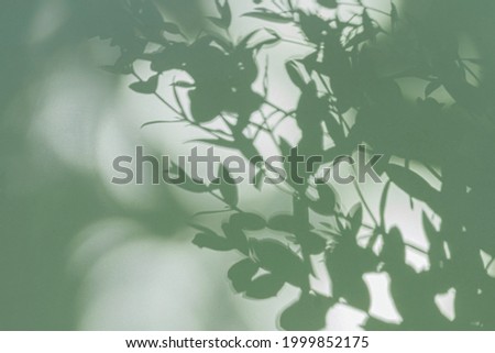 Shadow from a branch with leaves on a green surface.  