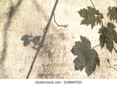 Shadow Of Branch On Gravestone. Creative Ancient Background, Summer Light, Natural Layout. 