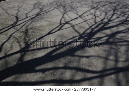 Shadow of the branches of a tree on the ground