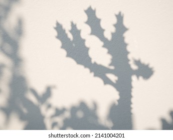 Shadow cactus plant leaf textured minimalism backdrop cement  background for mock up - Powered by Shutterstock