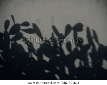 shadow of cactus tree due to sunlight
