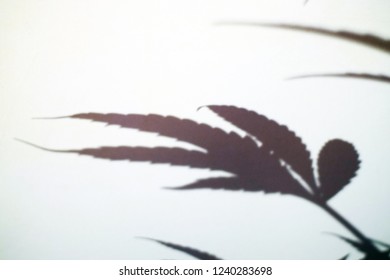 A Shadow Of Cannabis Leaf 