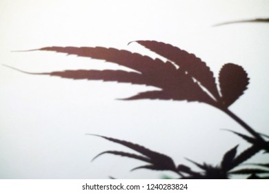 A Shadow Of Cannabis Leaf 