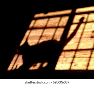 Shadow of a cat in front of a window on a wooden floor - Powered by Shutterstock