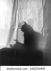 Shadow of cat sitting at the window, behind the curtain.