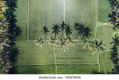 The Shadow of Coconut Tree Lie Down in a Green Bali Rice Field - An Aerial Drone View.