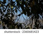 Shadow of a curious ruby-crowned kinglet (Regulus calendula) looking around from its perch under a canopy of leaves