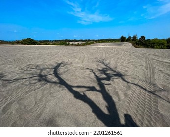 The Shadow Of Dead Tree In The Middle Of The Desert