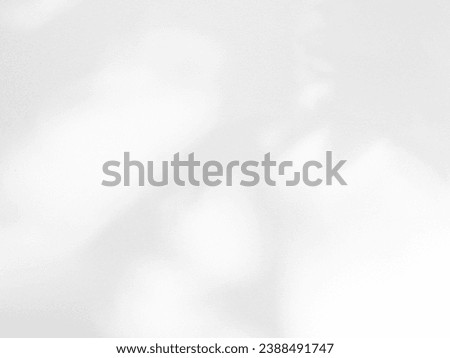 Shadow Effect Background Mockcup Black Frame Shade Wall White Sun Overlay Leaves Plant Abstract Sunlight Nature Leaf Branch Tree Tropic Summer Backdrop Minimal Grey Cement Floor Template Room 3d Bg.