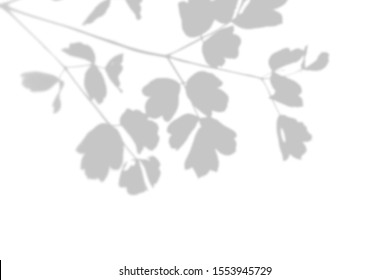 The Shadow Of An Exotic Wild Plant On A White Wall. Black And White Summer Background For Photo Overlay Or Mockup.