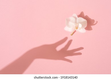 Shadow of female hand takes a white Orchid flower on pink background. Femininity concept. Womens, Mothers Day. Flat lay. - Shutterstock ID 1918143140