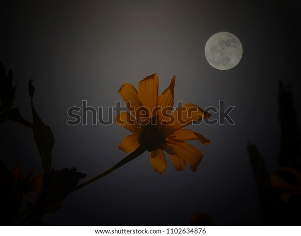 The shadow of\
flowers and the moon shine.