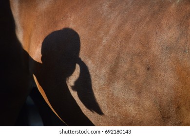 Shadow Girl Ponytail Cast On Brown Stock Photo (Edit Now) 692180143