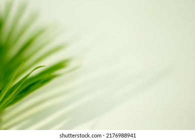 Shadow Of Green Palm Leave On White Background