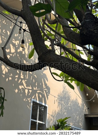 Shadow of the kamboja tree