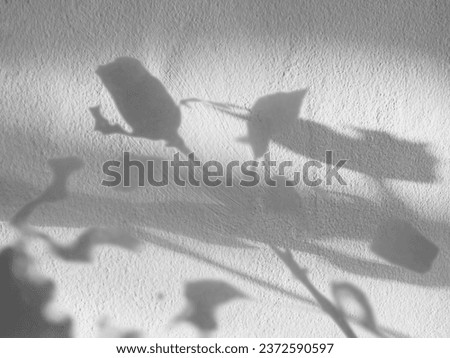 Shadow Leaf Background Abstract Blue Leavse Tree Summer Tropic Plant Overlay White Light Flower Nature Branch Foliage Floor Rose Wall Shade Sunlight from Window Minimal Mockup Template Platform.
