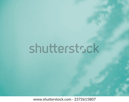 Shadow Leaf Background Abstract Blue Leavse Tree Summer Tropic Plant Overlay White Light Flower Nature Branch Foliage Floor Rose Wall Shade Sunlight from Window Minimal Mockup Template Platform.