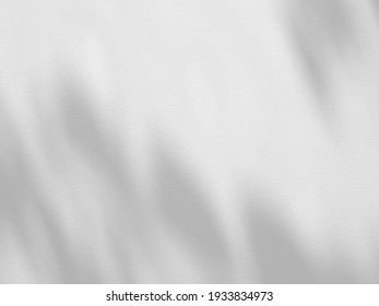 Shadow Of Leaf On White Wall Background