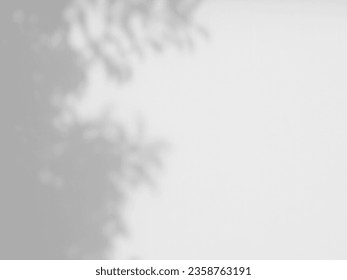 shadow of the leaf on white wall background - Shutterstock ID 2358763191