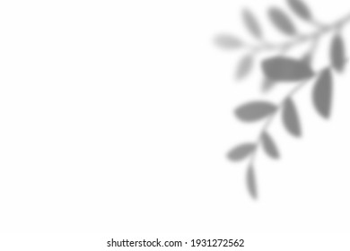 Shadow of leaf overlay on white texture background. Use for decorative product presentation.