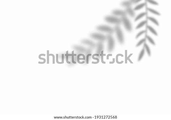Shadow of leaf overlay on white\
texture background. Use for decorative product\
presentation.