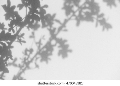 Shadow Of Leaf Tree On Wall