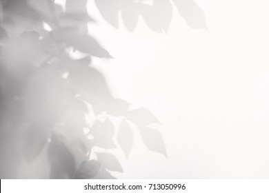 Shadow Of Leaf Tree On Wall