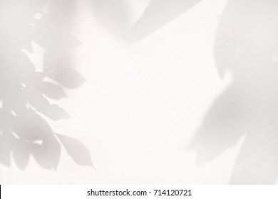 shadow of leaf tree on wall