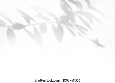 Shadow Of Leaf Tree On White Wall - Black And White Gray Background