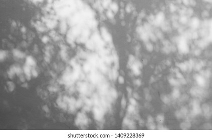 shadow of leaf tree on white wall - black and white gray background. - image - Shutterstock ID 1409228369