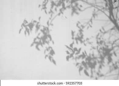 shadow of the leaves on a white wall