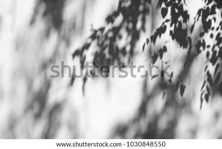 Similar – Image, Stock Photo Trees reflected in mud puddle