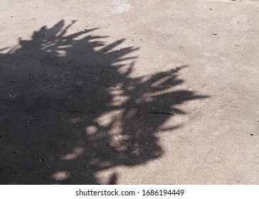 Shadow Of Leaves With Sunlight On Cement Floor. Shadow Of Tree On Cement Ground.       