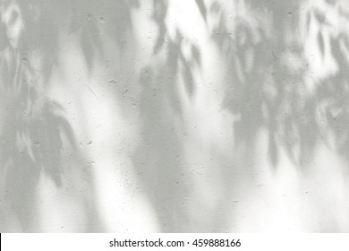 Shadow Of The Leaves Tree On A White Wall