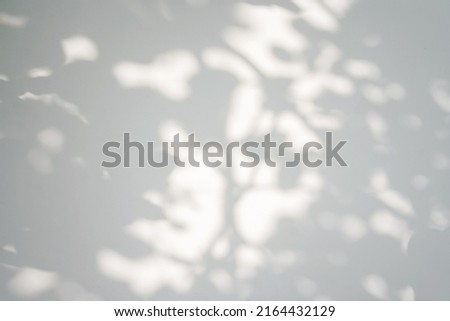 Shadow of leaves tree on white background. Sun day. Overlay, copy space.