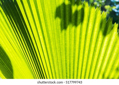 Shadow and light on the leaf.
