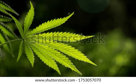 Shadow and light.Openwork sheet of hemp.A branch of hemp in the sun. Medicinal herb of the southern region. A green, large sheet of cannabis.Forest Glade.A branch of hemp in the sun.