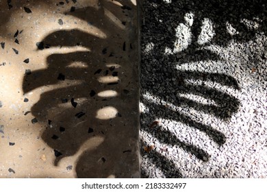 The Shadow Of The Monstera Leaves Stretching On The Cobblestone Ground.