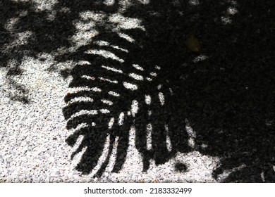 The Shadow Of The Monstera Leaves Stretching On The Cobblestone Ground.