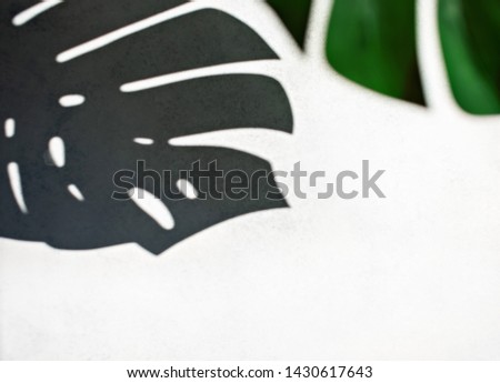 Shadow monstera on withe background in sunny day