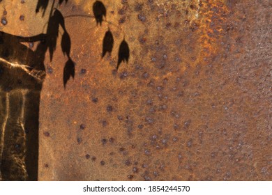 The Shadow Of Oats In A Vase Falling On An Old Rusty Plate.