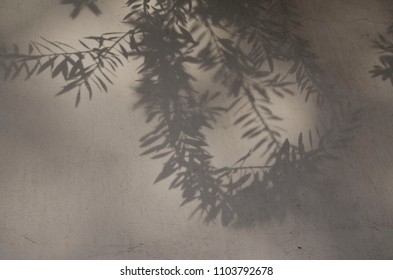 A Shadow Of Olive Tree On A Concrete Wall