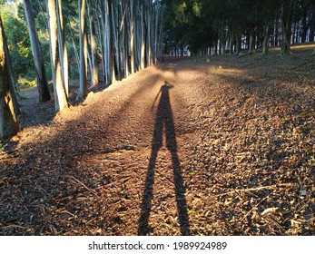 A shadow on the path
