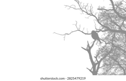 Shadow Overlay of Bare Tree Branches with Bird Perched for Wall Background Effect